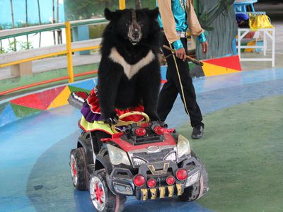 moon bear riding a car at Vietnam resort