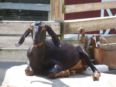 Nubian Goats at the Holtsville Zoo