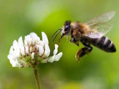 Honey Bee in Flight