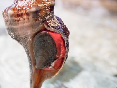 horse conch snail