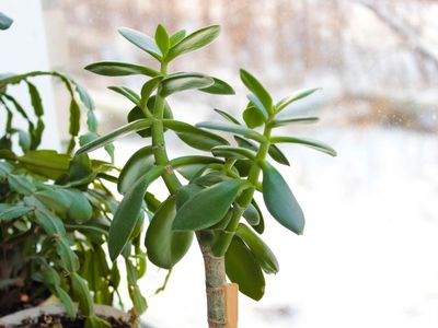 Houseplant in a winter window