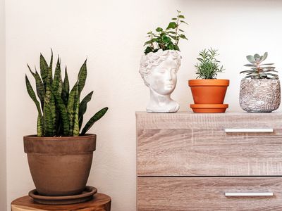 snake plant, ivy, rosemary, and succulent houseplants displayed on bedroom dresser