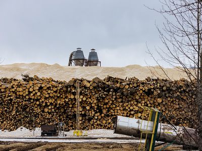 Trees cut for pellet mill