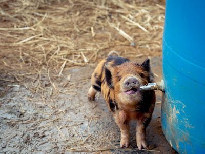 small brindle pig sucks water from spout on large plastic water barrel