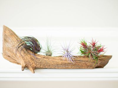 four varieties of air plants grow on log/driftwood on white shelf