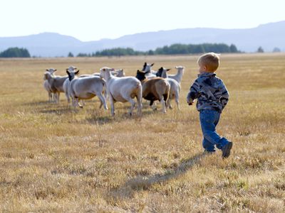 little kid runs after flock of sheep in wide open pasture with hills in background