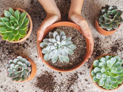 two hands cup succulent in terracotta container surrounded by other succulents and spilled soil