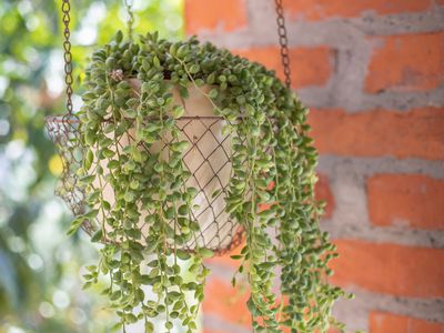 hanging wire basket filled with string of pearls succulent near brick column outside