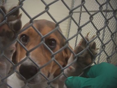 beagle in lab for testing