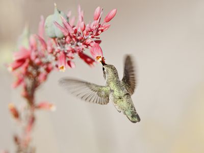 Hummingbird at desert flowers