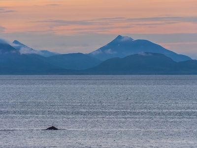 Humpaback whale in Bristol Bay, Alaska