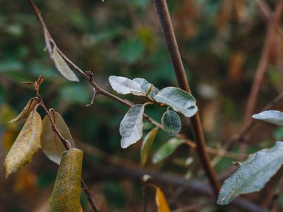 close-up shot of powdery mildew on green leaves on shrub