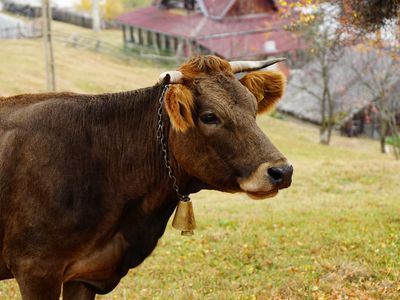 profile shot domesticated dairy cow with bell collar in front of small village