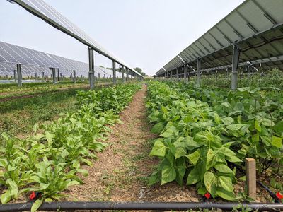 Jack's Solar Garden