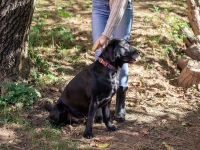 person holds black lab outside in the woods