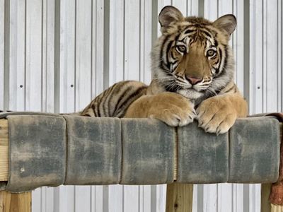 India relaxes at his new home at Black Beauty Ranch.