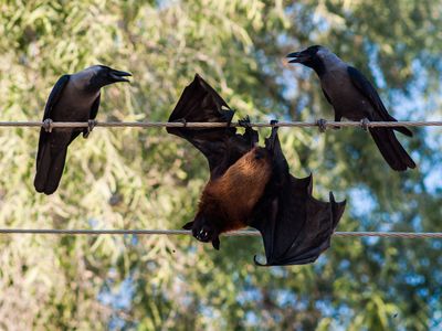 Indian flying fox