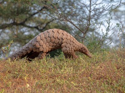 Indian Pangolin or Anteater (Manis crassicaudata) one of the most traffic wildlife species