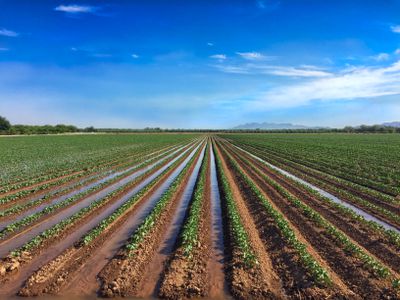 Irrigated cotton field