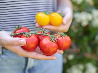 person in striped shirt holds red and yellow heirloom tomatoes in hands