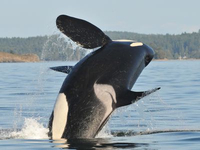 A killer whale breaching