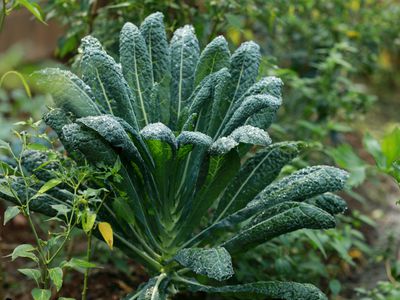 Kale Plant