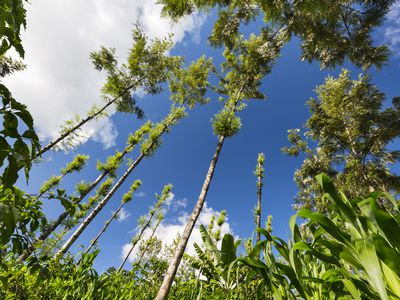 Corn growing between trees in Kiambu County, Kenya. Low angle view.