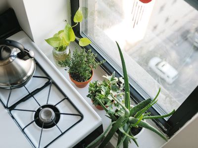 rosemary, aloe vera, english ivy, and pothos in kitchen near city window