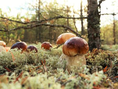 boletus mushrooms in Lithuania