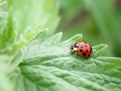 Ladybug on a catmint leave, close up.