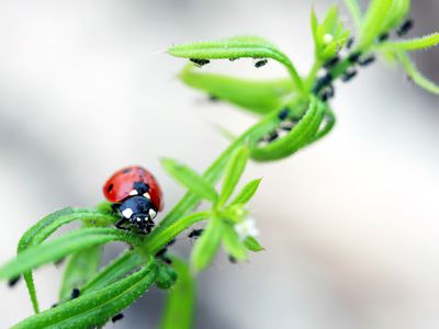 Ladybug on a plant