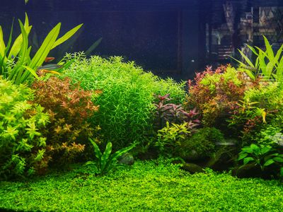 Landscape scenery in the fish tank