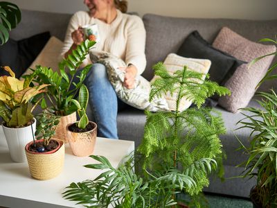 woman sits on couch surrounded by houseplants including norfolk pine, croton, zz, and jade