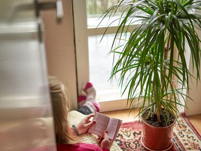 dracaena dragon houseplant next to woman reading book on floor