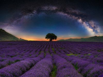 lavender fields at night in southern France