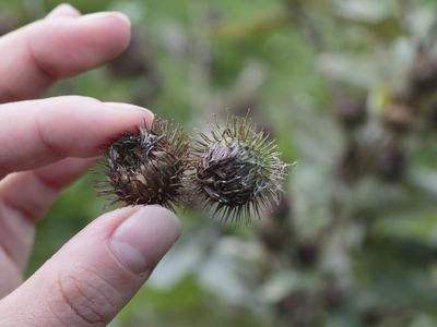 Lesser burdock burrs hooked together lead to Velcro