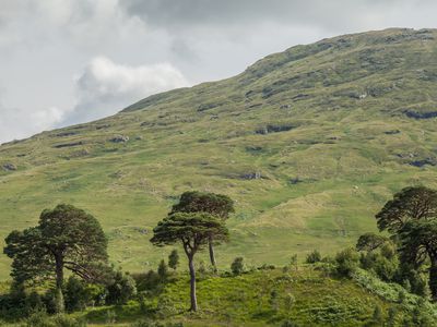 Lonely pinewood caledonian trees.