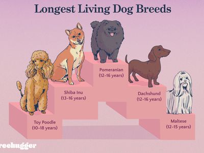 Longest Living Dog Breeds illustration with toy poodle and maltese 