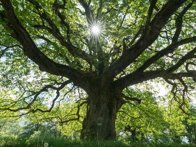 majestic old oak giving shade to a spring meadow with the sun peeking through