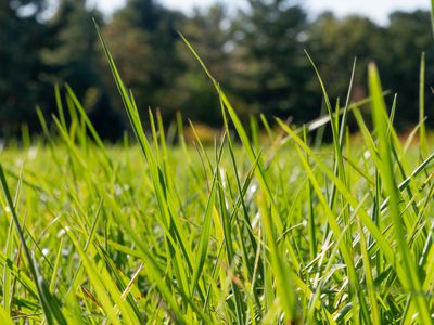 close up shot of sprouting grass in field