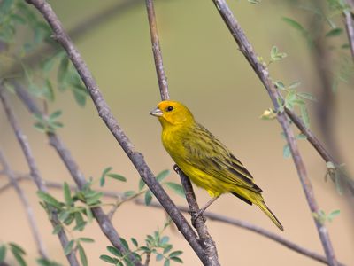 Male Saffron Finch perched on branch