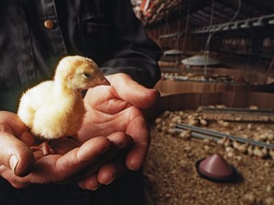 Man Holding a Turkey Chick