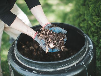 Man showing compost