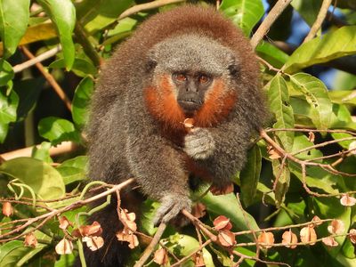 Mato Grosso Titi Monkey (Plecturocebus grovesi)