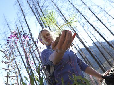 Mature woman holding conifer in burnt forest, low angle view