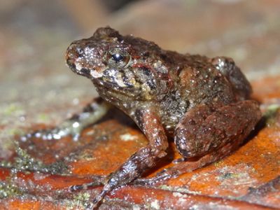 Milesâ robber frog (Craugastor milesi)