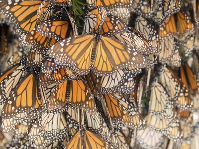 MONARCH BUTTERFLY.Danus plexippus