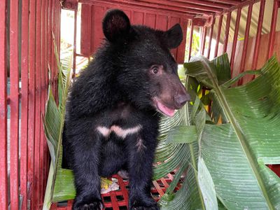 rescued moon bear cub