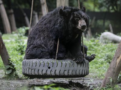 Moon Bear Rescue Centre In Chengdu