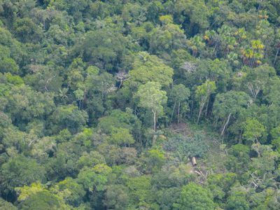 Peruvian Amazon destruction